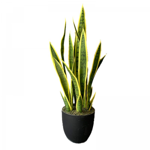 False  Snake plant  agave plants wholesale