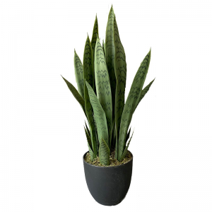 False  Snake plant  agave plants wholesale