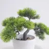 Small potted plant002